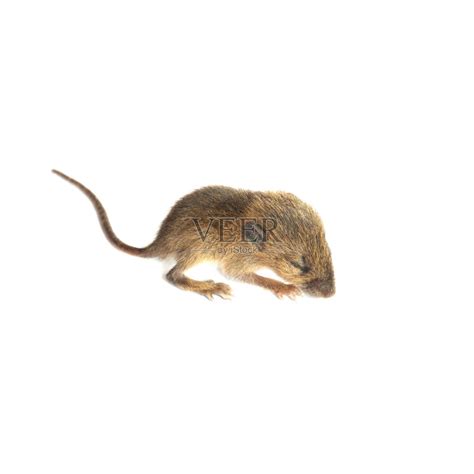老鼠,婴儿,褐色,小的,动物耳朵正版图片素材下载_ID:128814478 - Veer图库