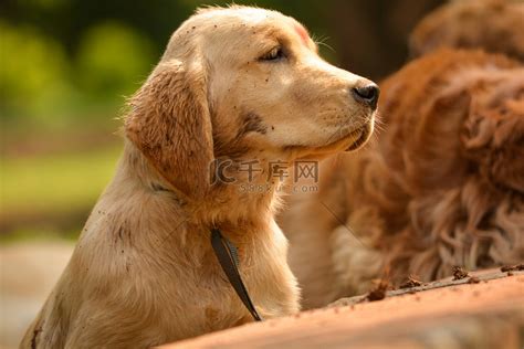 纯种金毛猎犬在公园里热切地寻找着什么高清摄影大图-千库网