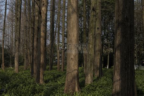 全国率先！浙江林业局发布“十大碳汇树种”_桐庐新闻网