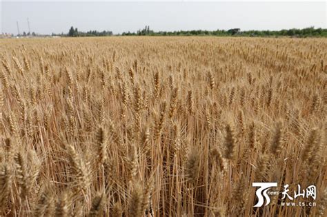 新疆春小麦新添两个高产优质品种