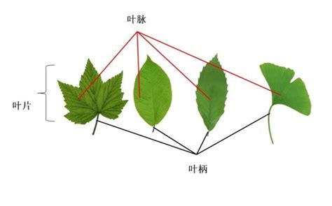 常见树叶的图片及名字,各种树叶的形状及名称,常见树叶的名字_大山谷图库