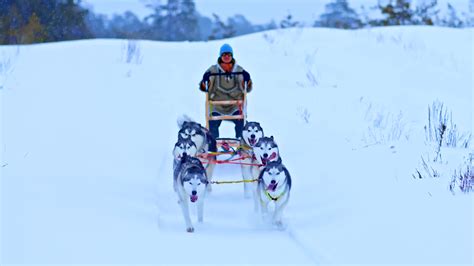 俄罗斯新西伯利亚举行狗拉雪橇比赛 看汪星人雪地狂奔-中国侨网