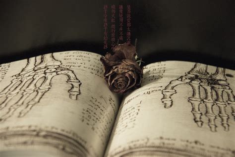 陈奕迅的歌曲《红玫瑰》的各个翻唱版本
