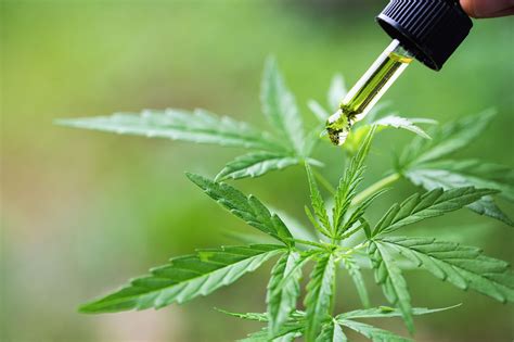 CBD o aceite de cannabis: qué es, beneficios y todo lo que debes saber