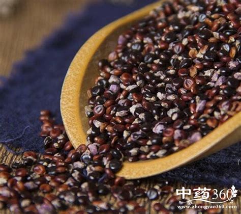 水红花子图片