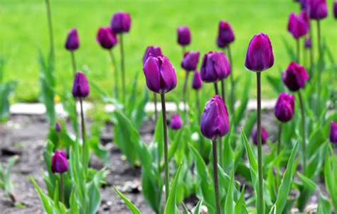 紫色郁金香的花语是什么?紫色郁金香的寓意和象征-行业新闻-中国花木网