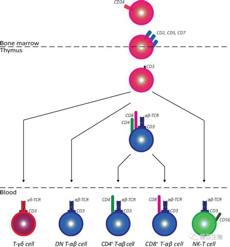 T辅助细胞（Th细胞），也称为CD4细胞或CD4阳性细胞，是一种在免疫系统中发挥重要作用的T细胞高清摄影大图-千库网