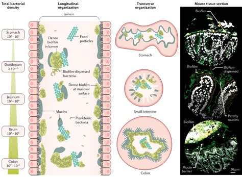 表膜生物 的图像结果