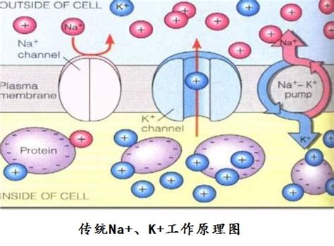 正常细胞内K+浓度约为细胞外的30倍.细胞外Na+浓度约为细胞内的12倍．当细胞内外的Na+浓度差.K+浓度差减小时.细胞膜上的Na+/K+ ...