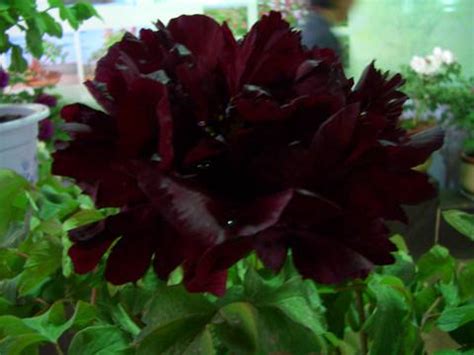 黑色的花的颜色与什么有关(黑色的花的花语是什么) - 养花经验