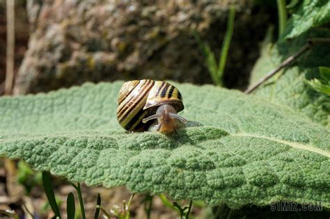 蜗牛 花园 壳 性质 动物 慢慢地 移动 螺旋 叶子图片免费下载 - 觅知网