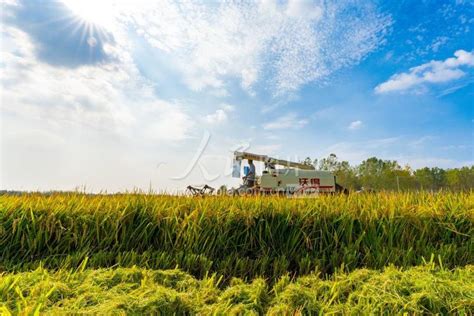 安徽肥东：高标准农田水稻喜丰收-人民图片网