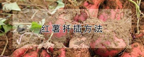 红薯扦插方法 —【发财农业网】