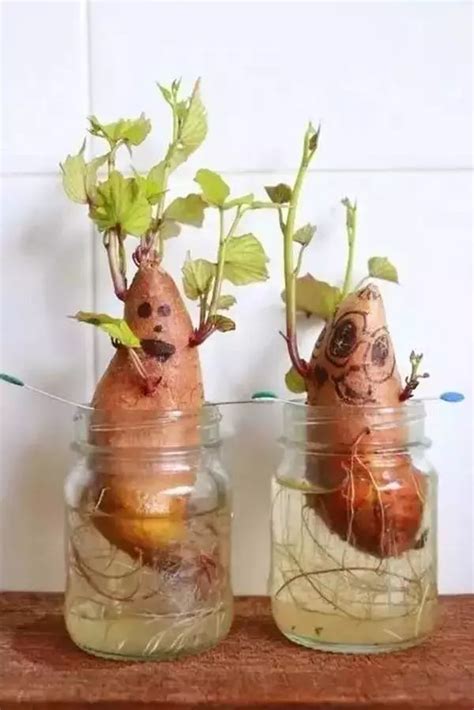 红薯水培后怎么土培,红薯水培种植,水培地瓜好吗_大山谷图库