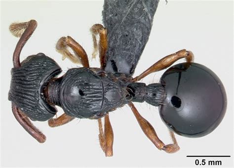 蚂蚁帝国：超巨型切叶蚁，食物争夺战！