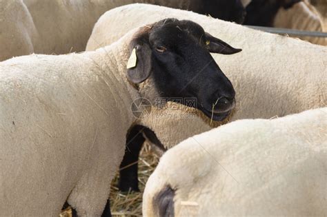 萨福克羊和农场里的母羊高清图片下载-正版图片502718303-摄图网