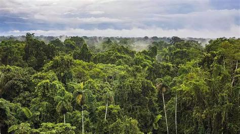 热带的雨林景观亚马逊高清摄影大图-千库网