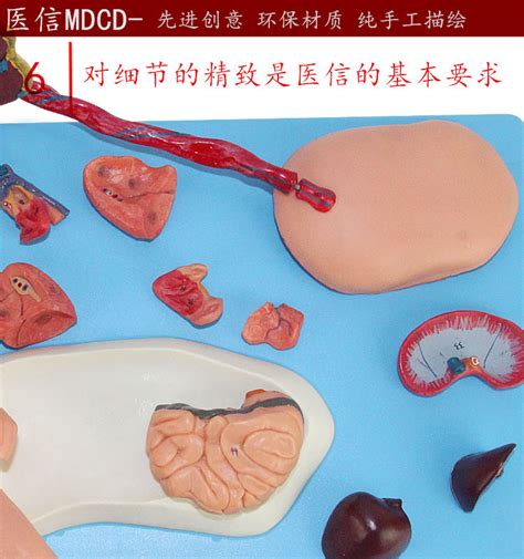 胎盘脐带与胎儿附内脏模型 新生儿内脏解剖 出生婴儿脐带胎盘模型-阿里巴巴