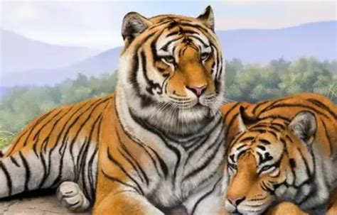 一些动物园开放了让老虎观赏人类😂-直播吧zhibo8.cc