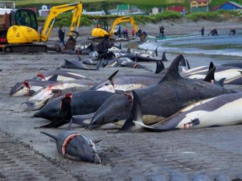 长矛插颈刺穿脊髓 逾600鲸鱼血染丹麦属地法罗群岛大海屠场 - 神秘的地球 科学|自然|地理|探索