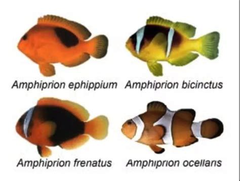 小丑鱼介绍，体型较小但有很强的领域意识 - 农敢网