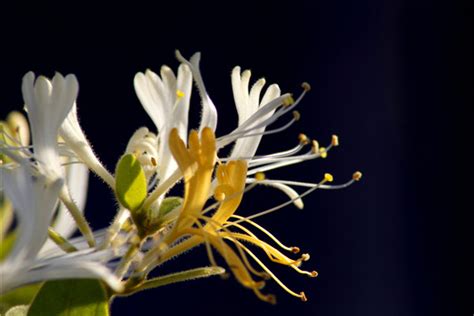 金银花的花语是什么？金银花的寓意和象征-花卉百科-中国花木网