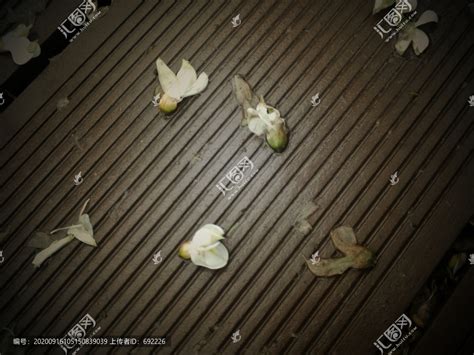 雨后落花,花卉,植物花草,摄影,汇图网www.huitu.com