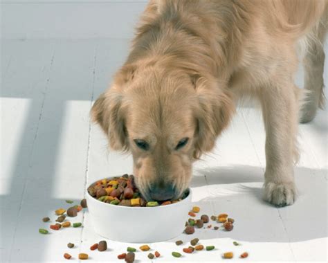 狗狗正确喂食时间表 – 中国宠物网
