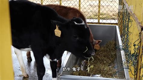 怎么养牛养的好，养牛快速育肥技术 - 知乎