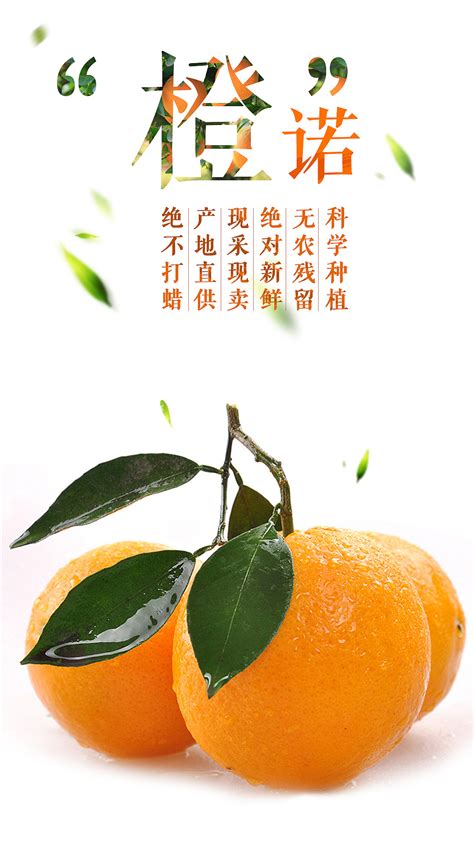 赣南脐橙海报设计图片下载_红动中国