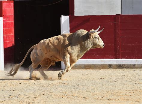 与大公牛在西班牙斗牛高清图片下载-正版图片504602585-摄图网
