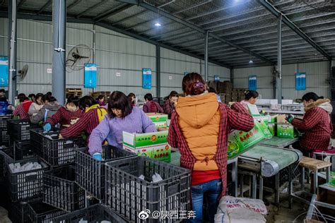 西安赛富通供应链管理公司致力于陕西本土生鲜产品的推广与销售