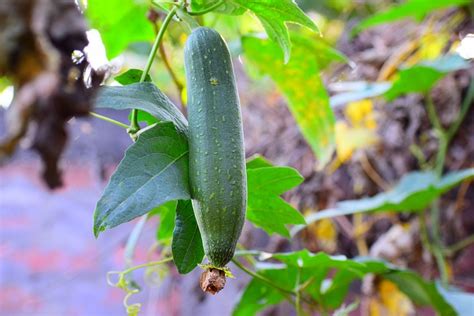 小型西瓜品种,大型西瓜品种大全,西瓜品种介绍_大山谷图库