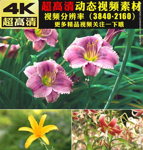 春天村庄鲜花雄山自然风景AI视频素材视频特效素材-千库网