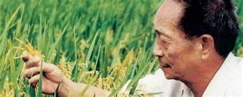 袁隆平口述: 决定杂交水稻命运的那篇文章是怎么写出的? | 文化纵横