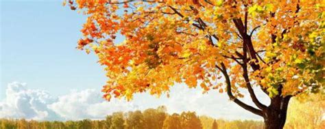 形容秋天的诗句唯美 带你领略古诗中的最美清秋