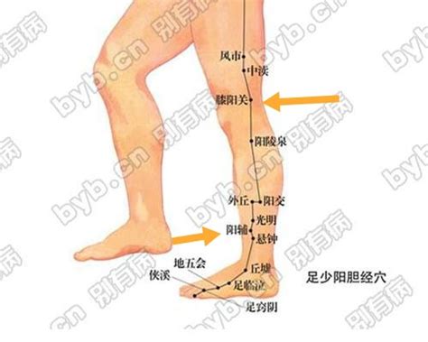 委阳穴位位置图，委阳穴在哪定位和作用_999穴位网