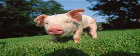 猪常见的皮肤病有哪些？猪各种皮肤病的症状和治疗，本文告诉你