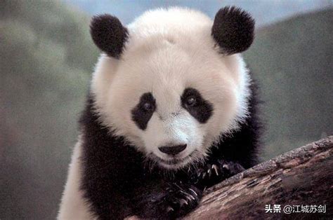 大熊猫起源于欧洲？匈牙利发现千万年前熊猫化石，真是熊猫祖先吗|匈牙利|大熊猫|熊猫_新浪新闻