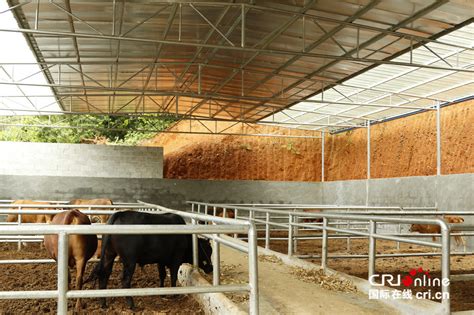 牛棚里的牛人和他的牛在乡下高清图片下载-正版图片504133774-摄图网