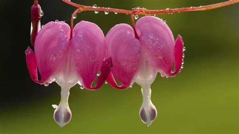 十大花语最幸福的花 ，超适合表达爱意 | 说明书网