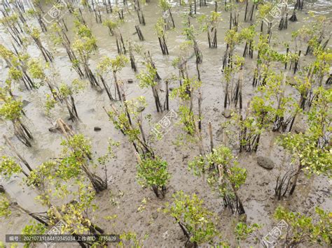 陵水干部职工种植百亩红树林 打造红树林观赏区_海南频道_凤凰网
