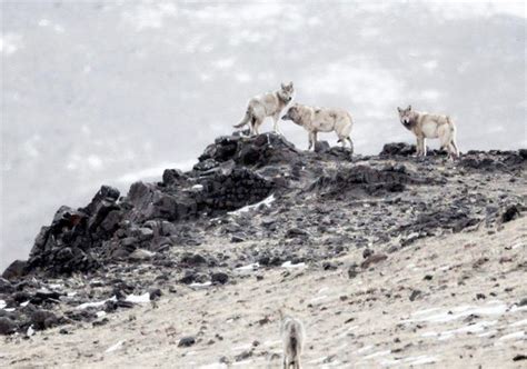 羌塘无人区遇到西藏狼，它最害怕火光，遇到火堆就跑得无影无踪
