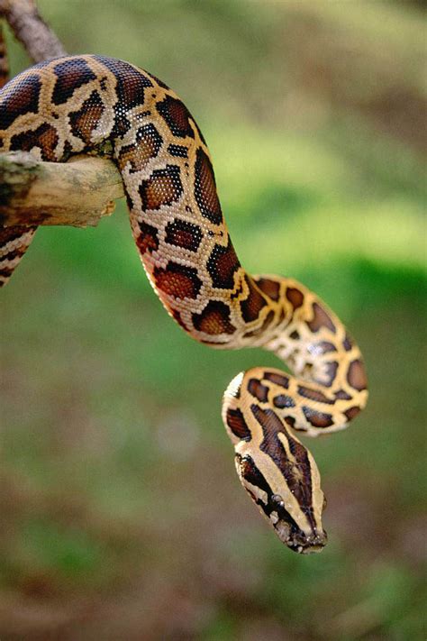 印度岩蟒，印地语叫“阿加”。巨蟒是一种无毒的蟒蛇，发现于南亚。这是在印度Koyana发现的最大的蛇种