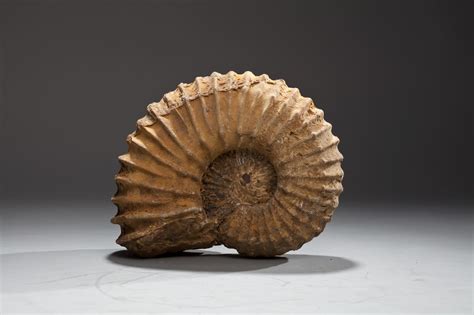 天然斑彩螺化石螺菊石海螺 古生物化石矿物标本原石-阿里巴巴