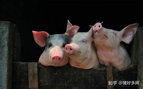 1月2日猪价：春节前猪价依旧亚历山大，2022年猪价还不如2021？ - 知乎