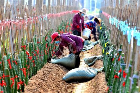 安徽安庆：发展特色农业促农致富-人民图片网