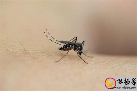 哪种血型最招蚊子- 参考经验网