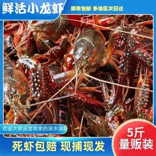 2022年潜江小龙虾 6特惠 炮头小龙虾 炮青小龙虾 50斤起售