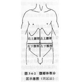上腹部位置图图片